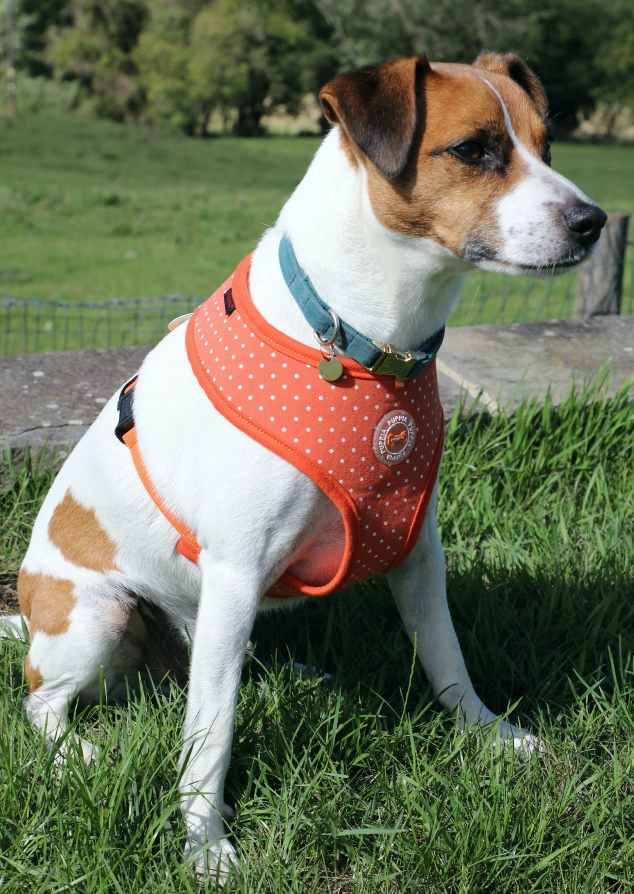 Puppia Luxury Dotty burnt orange harness