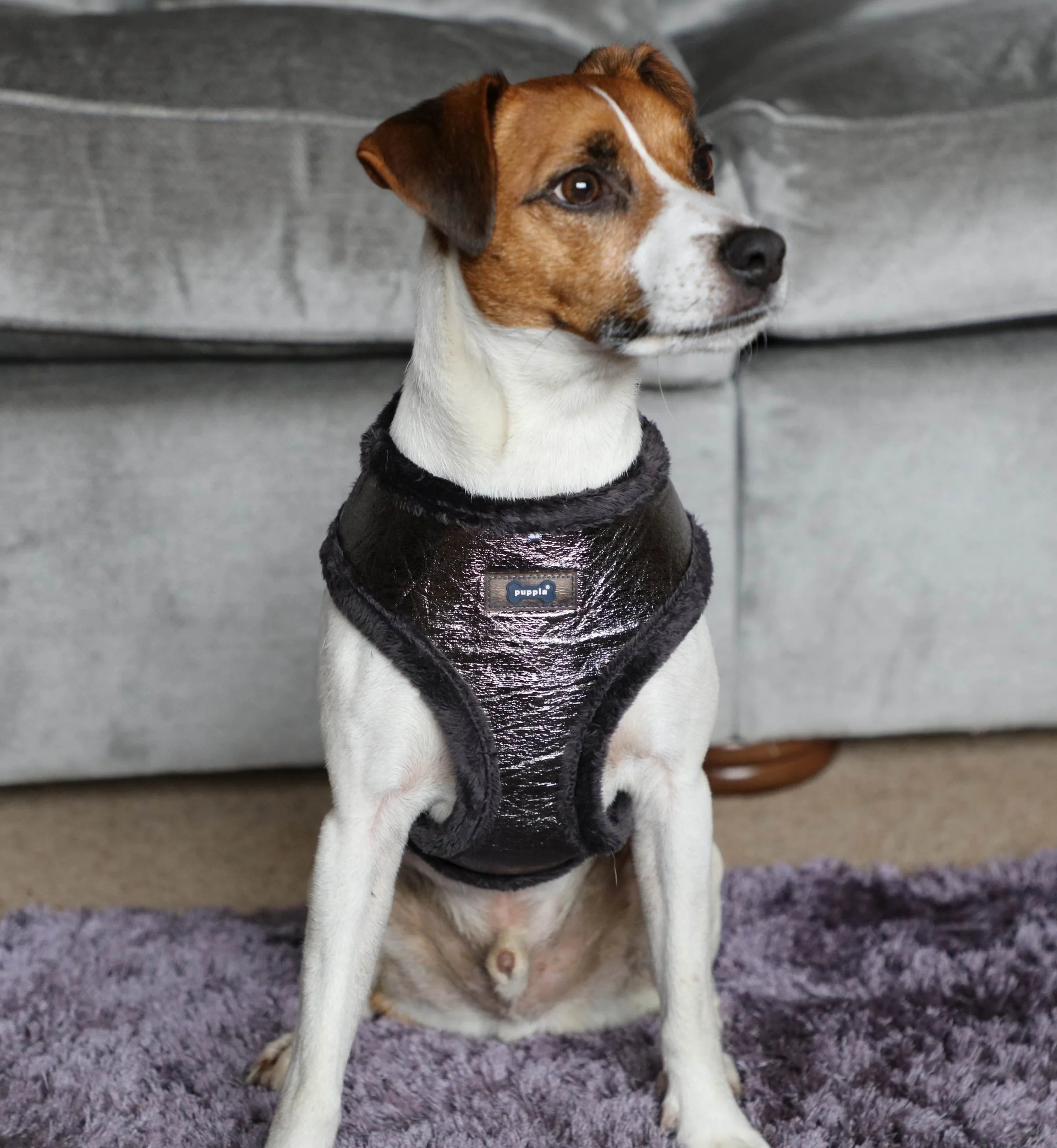 Puppia Luxury Evon silver harness