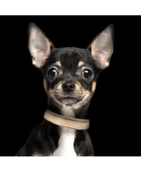 Milk and Pepper gold python Collar