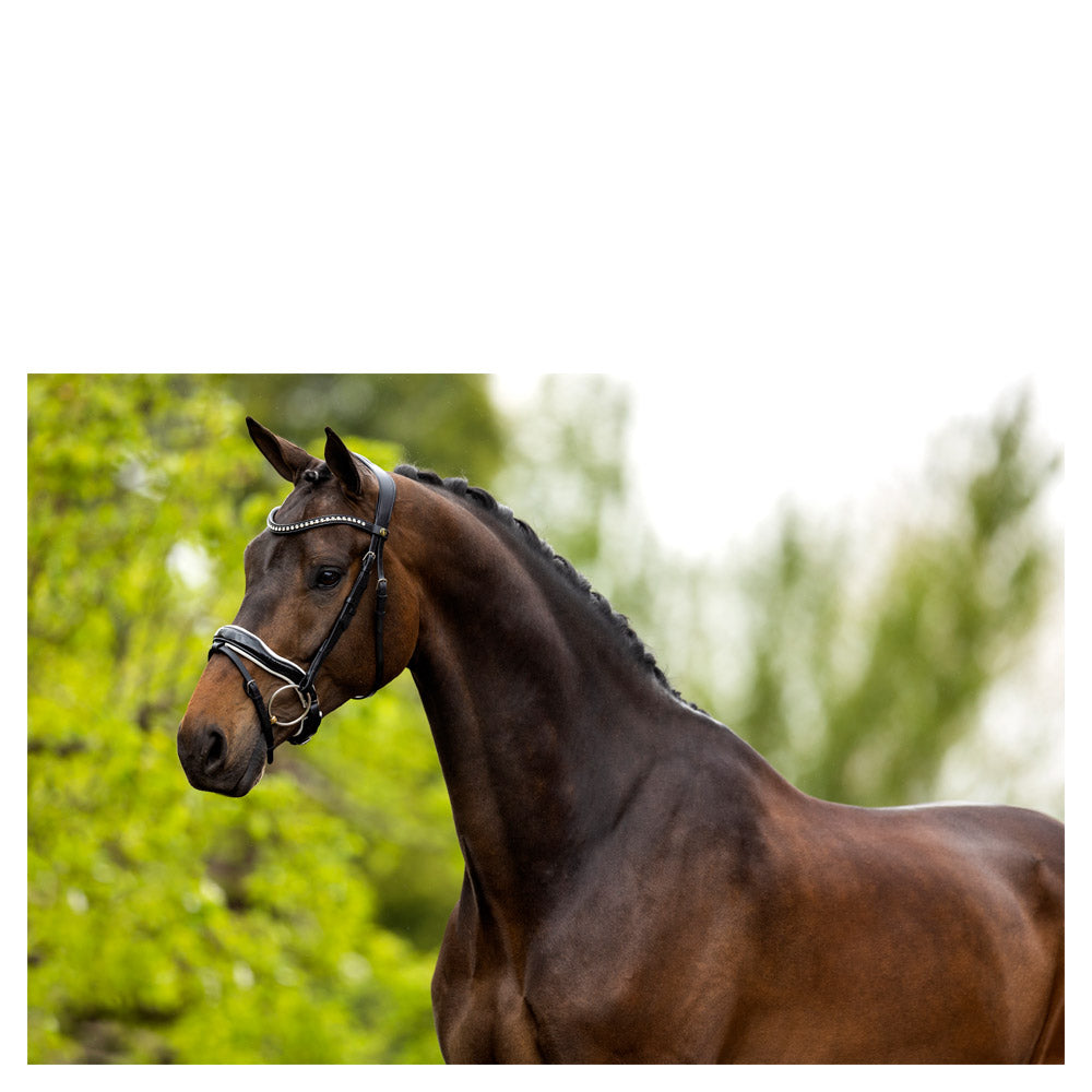BR Bolton black leather snaffle bridle