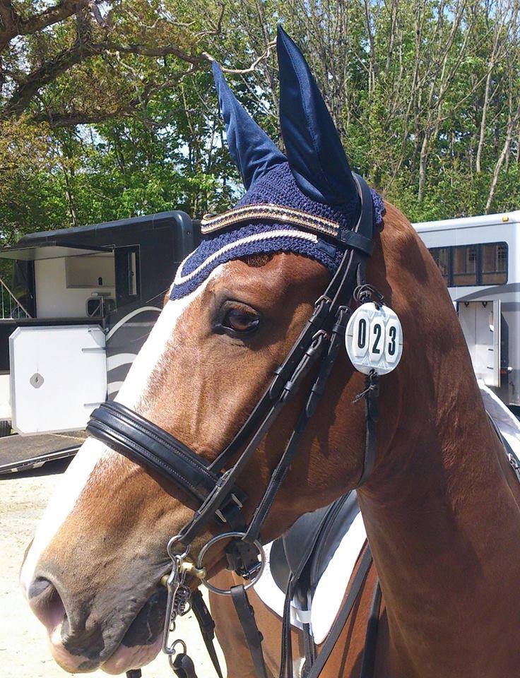 Equiture Montana, light colorado and montana megabling curve browband