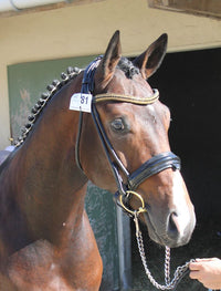 Equiture Jet, light colorado and jet megabling curve browband