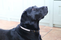 Equiture Custom dog collar