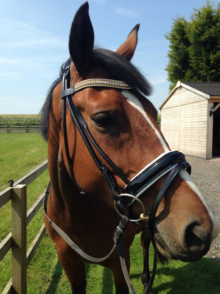 Equiture Clear, light colorado and clear megabling curve browband
