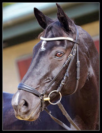 Equiture Clear crystal and black diamond browband