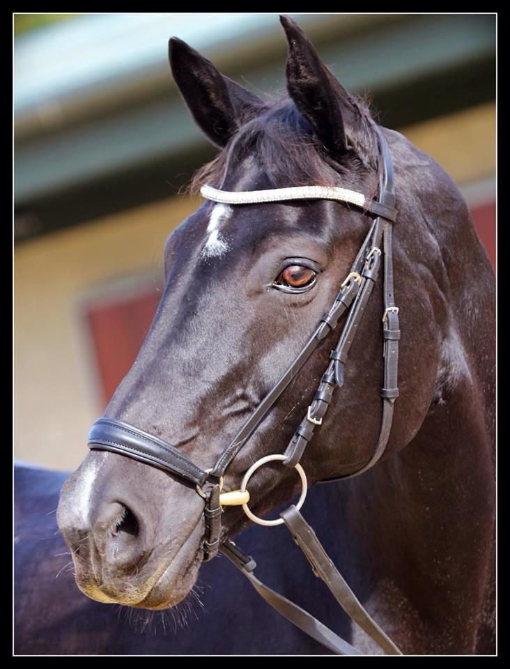 Equiture Clear crystal and black diamond browband