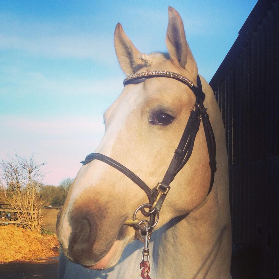 Equiture Golden Honey and light colorado browband