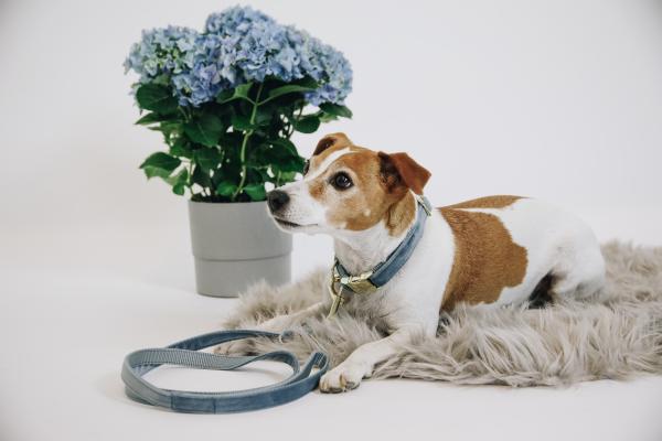 Kentucky dogwear velvet Lead