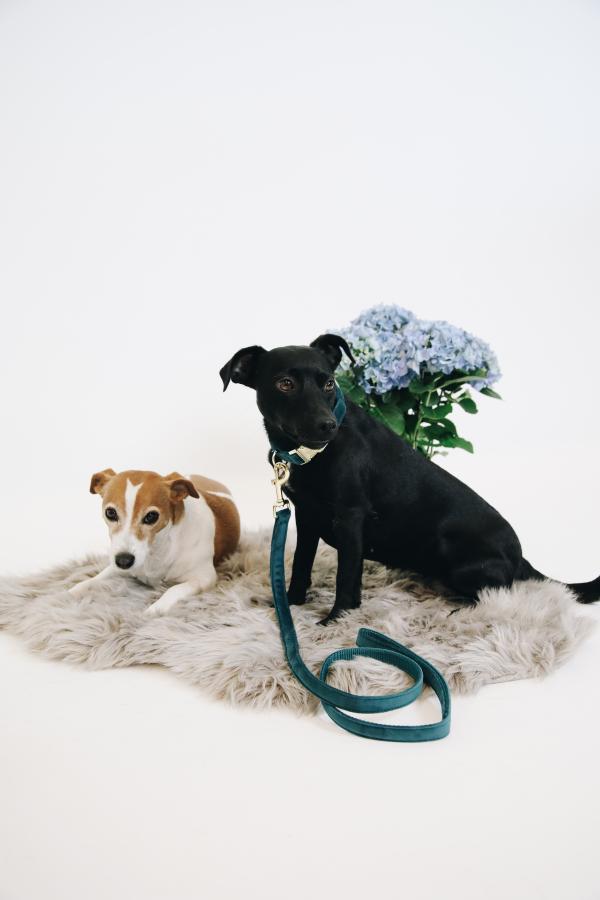 Kentucky dogwear velvet Collars