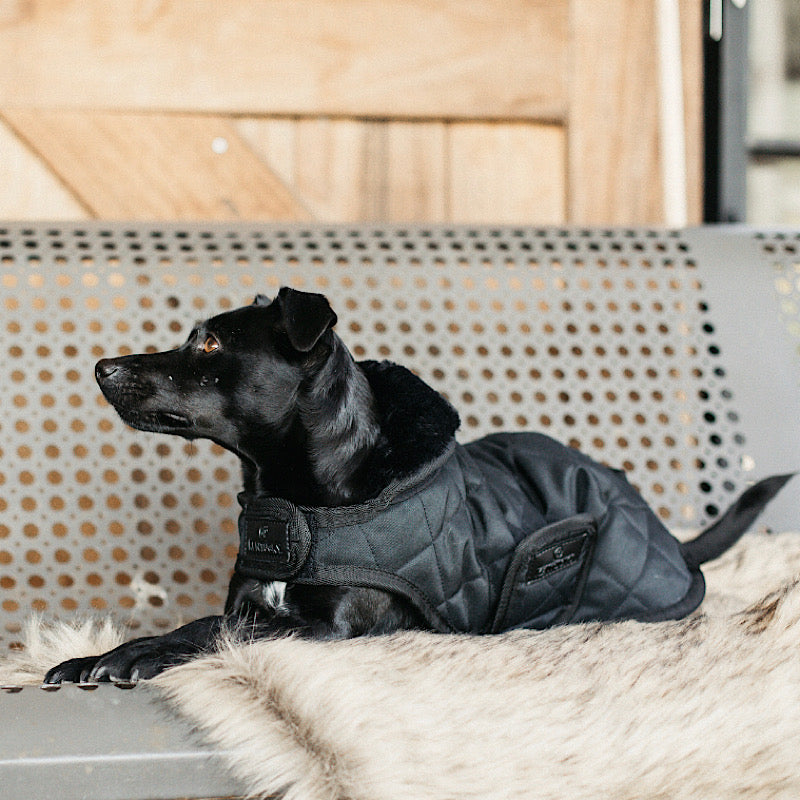 Kentucky black dog rug