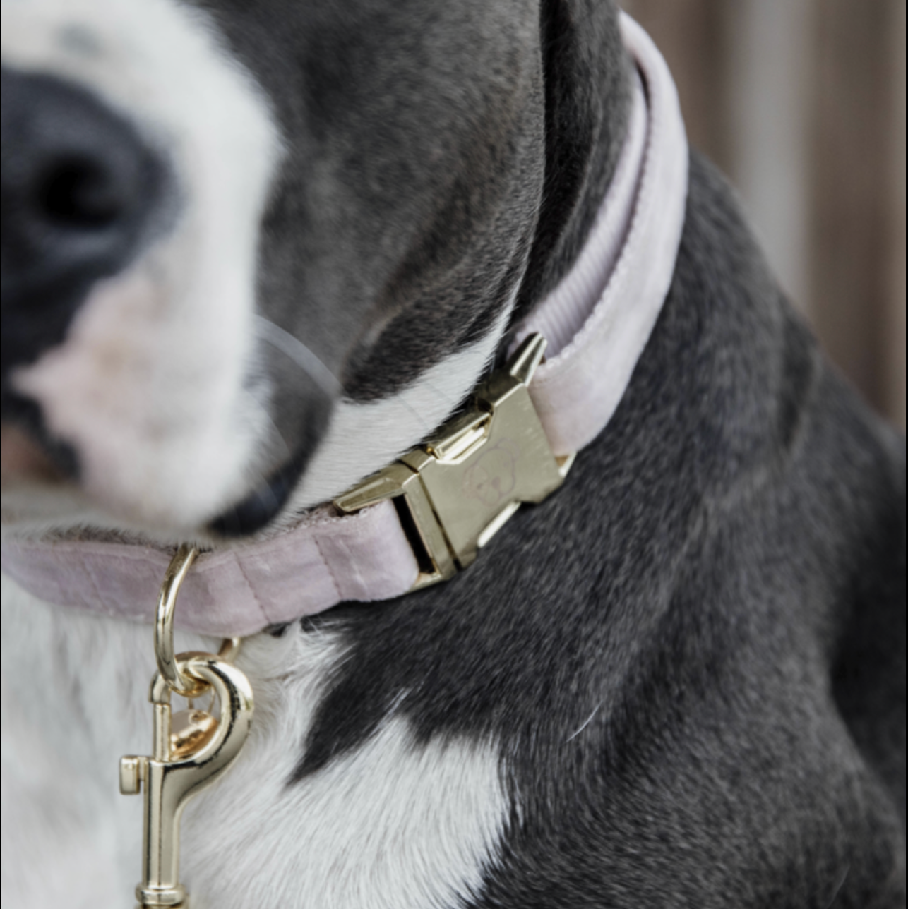 Kentucky dogwear velvet Collars