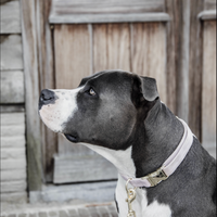 Kentucky dogwear velvet Collars