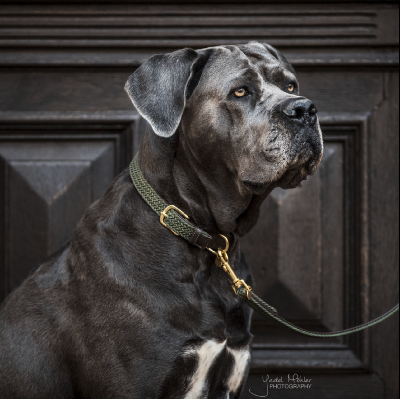 Kentucky Plaited Nylon dog collar