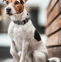 Kentucky Reflective dog collar