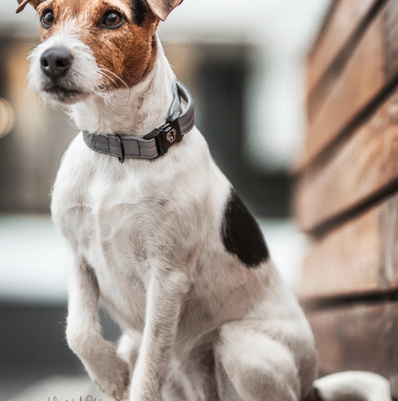 Kentucky Reflective dog collar