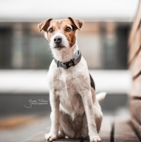 Kentucky Reflective dog collar