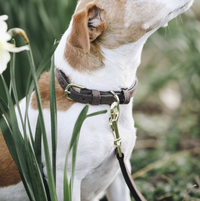 Kentucky Velvet leather dog collar