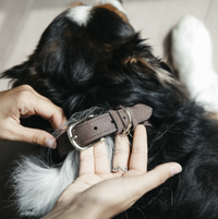 Kentucky Velvet leather dog collar