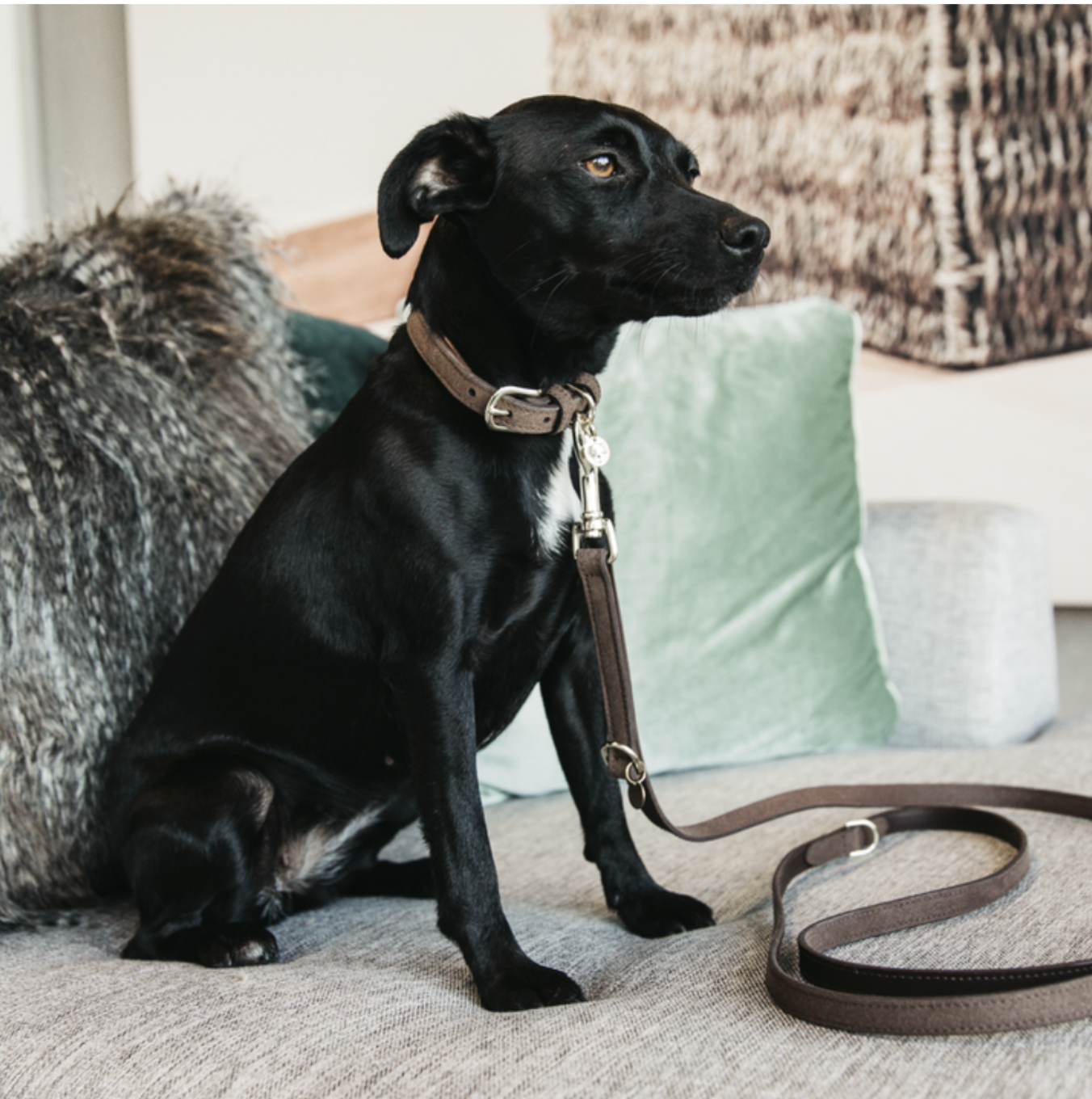 Kentucky Velvet leather dog lead