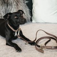 Kentucky Velvet leather dog lead