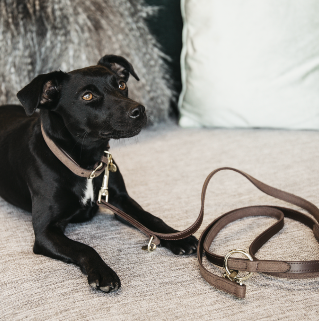 Kentucky Velvet leather dog lead
