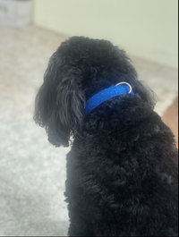 SD Design Glitter Dog Collar in Blueberry