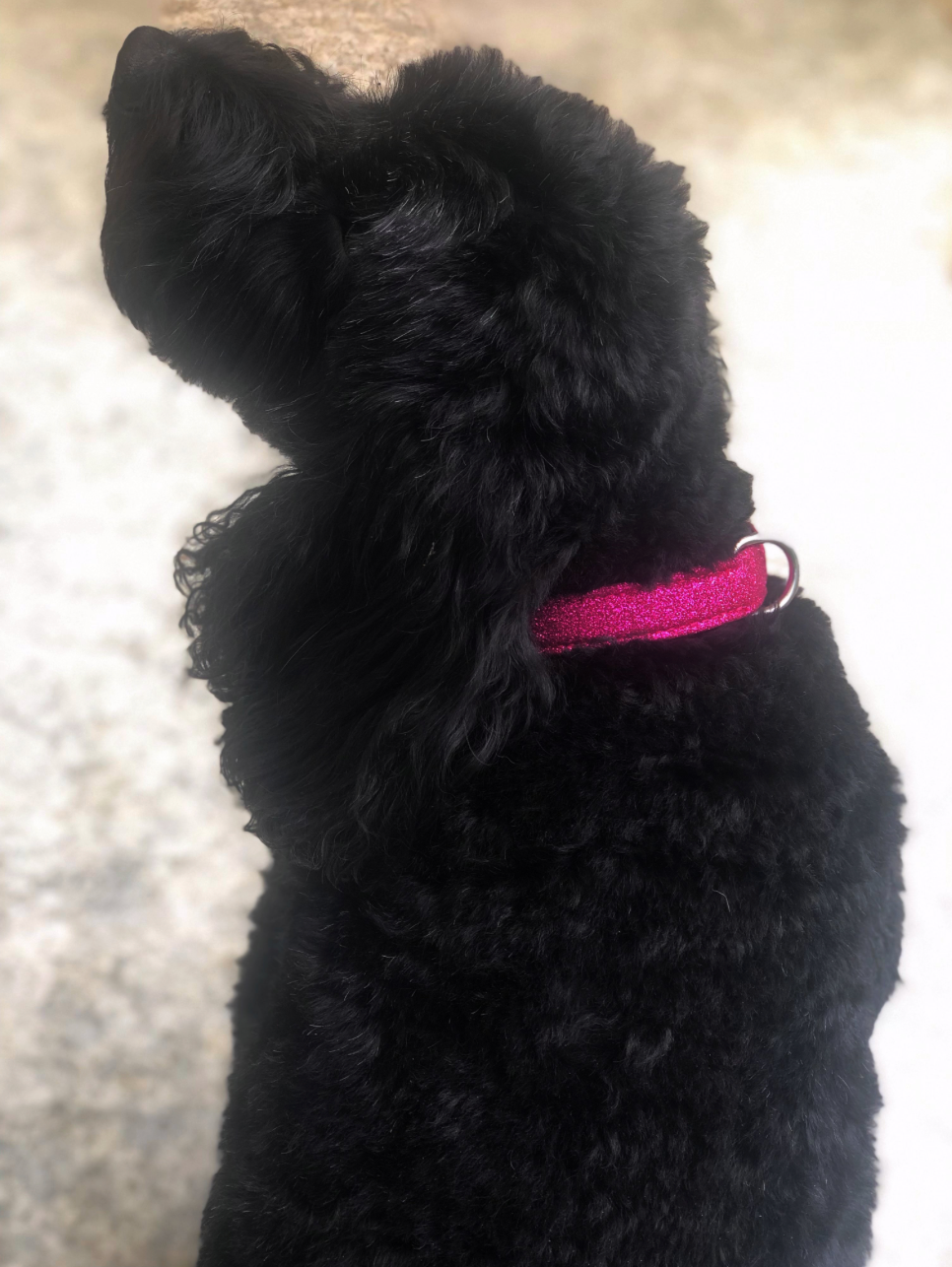 SD Design Glitter Dog Collar in Cherry