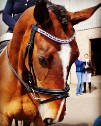 Equiture GBR alternating megabling curve browband