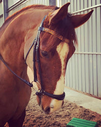 Equiture Mocha/ cream pearl, smoke topaz and light colorado megabling curve browband