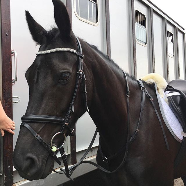 Equiture Clear crystal and black diamond browband