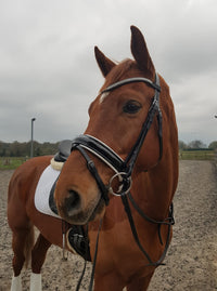 Equiture Clear and nightfall browband