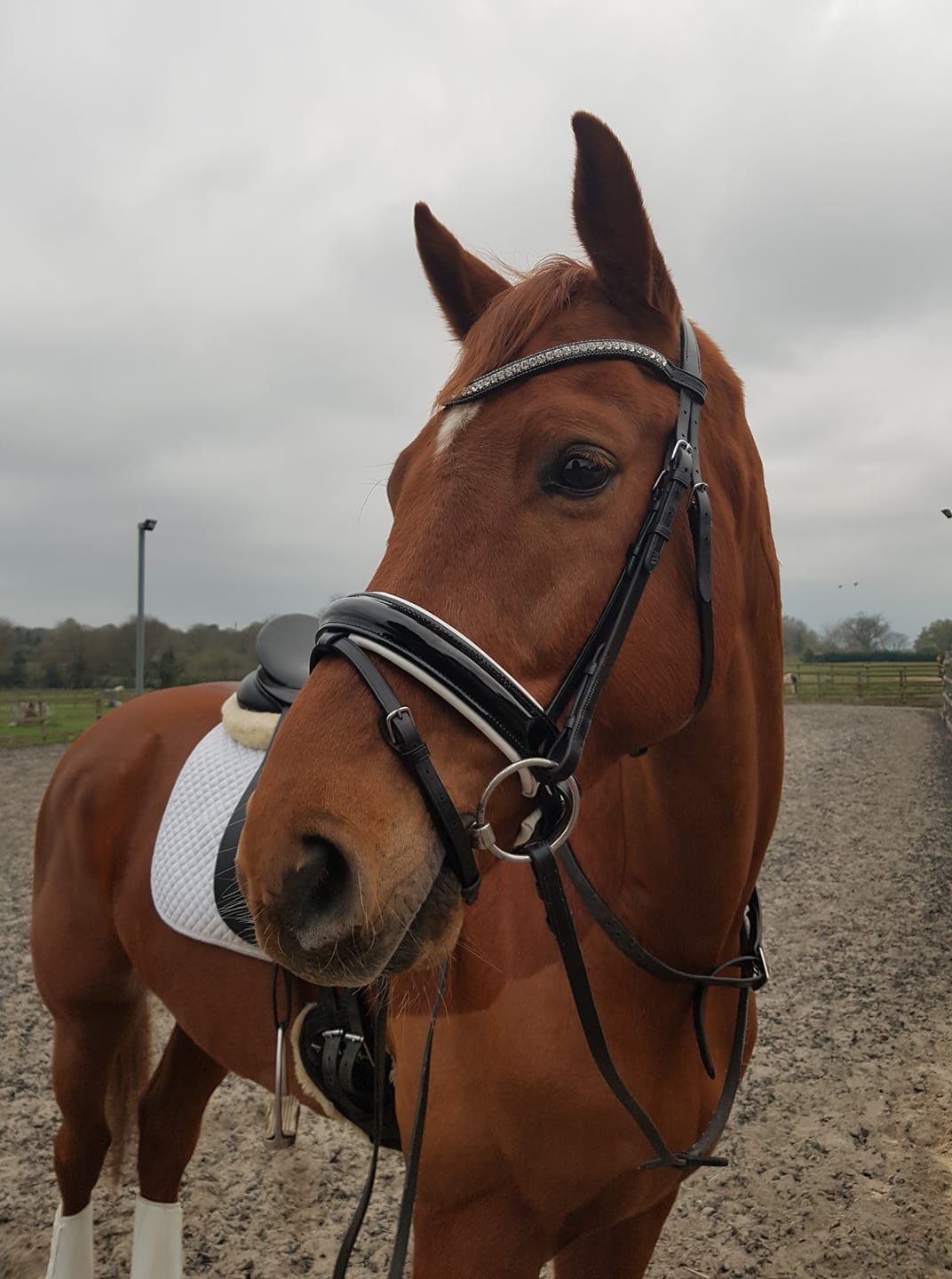 Equiture Clear and nightfall browband