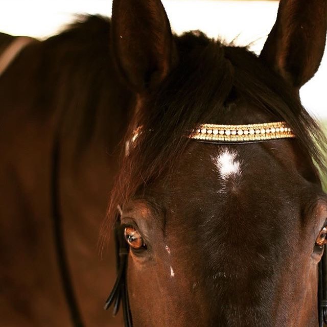 Equiture Cream and mocha pearl, smoke topaz and honey megabling curve browband
