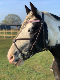 Equiture Fuchsia, light rose and clear megabling curve browband
