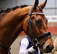 Equiture GBR alternating browband