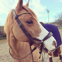 Equiture Golden Honey and light colorado browband