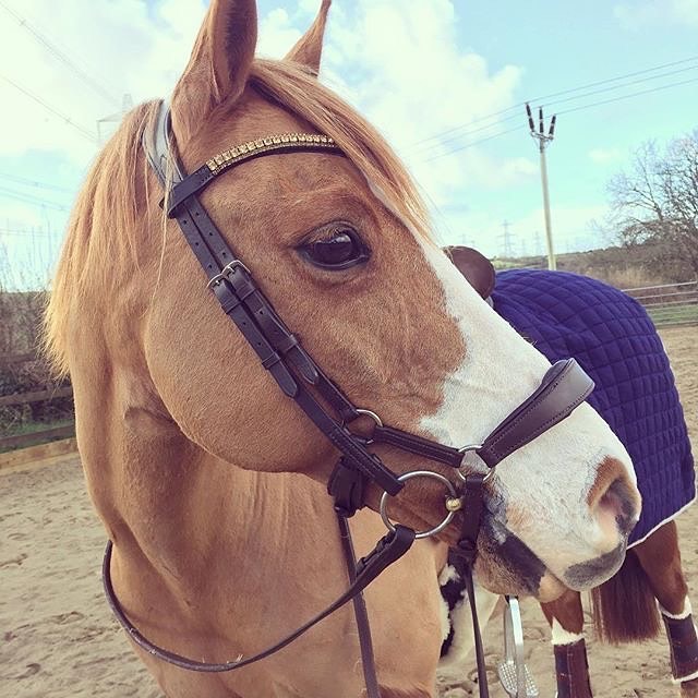 Equiture Golden Honey and light colorado browband