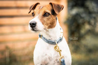 Kentucky dogwear velvet Collars