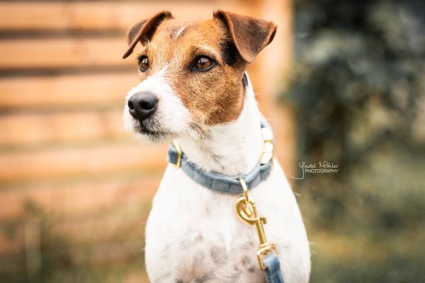 Kentucky dogwear velvet Collars