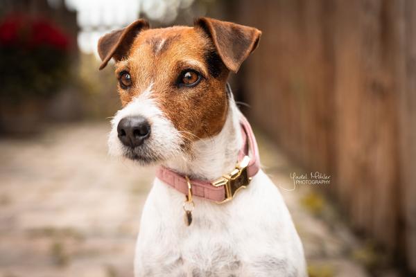 Kentucky dogwear velvet Collars