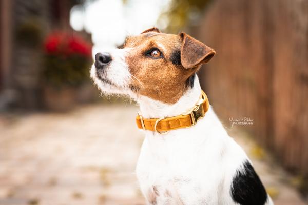 Kentucky dogwear velvet Collars