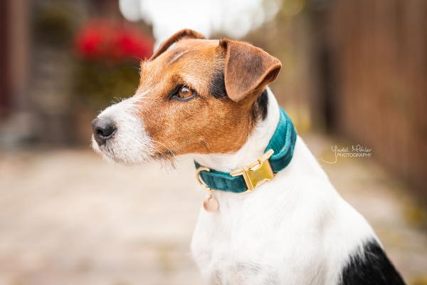 Kentucky dogwear velvet Collars