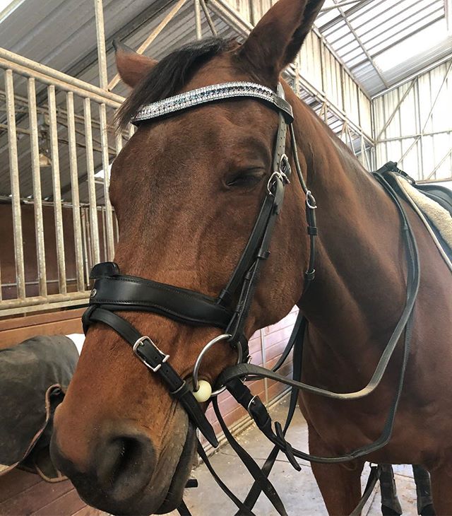 Equiture Swarovski turquoise blue fade megabling curve browband