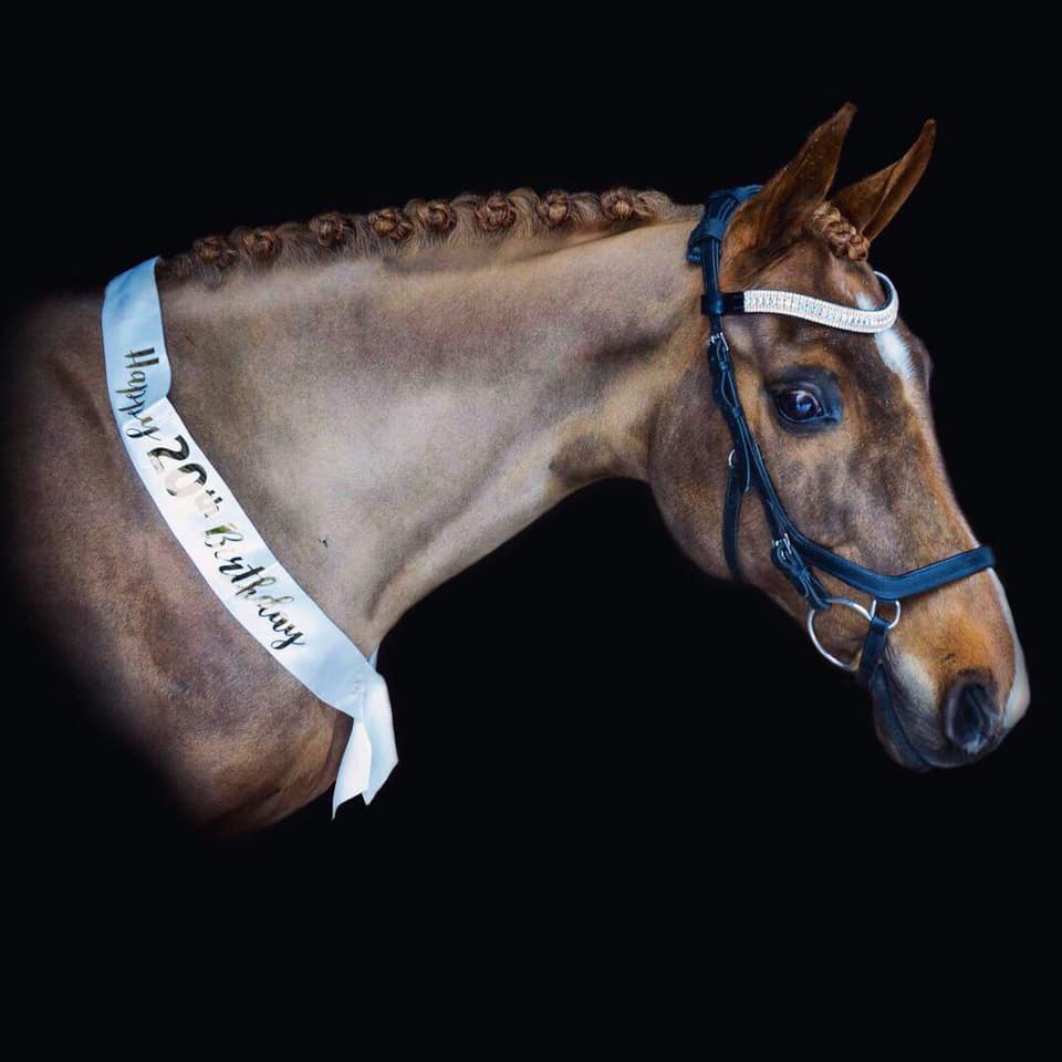 Equiture Iridescent and clear megabling curve browband