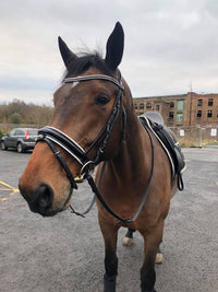 Equiture Jet and clear browband