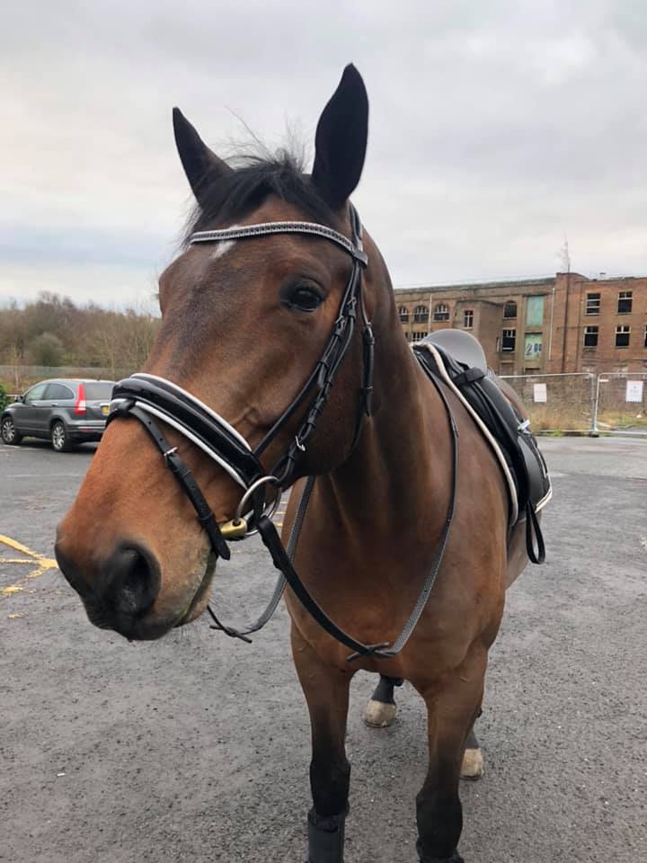 Equiture Jet and clear browband