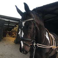 Equiture Jet and clear browband