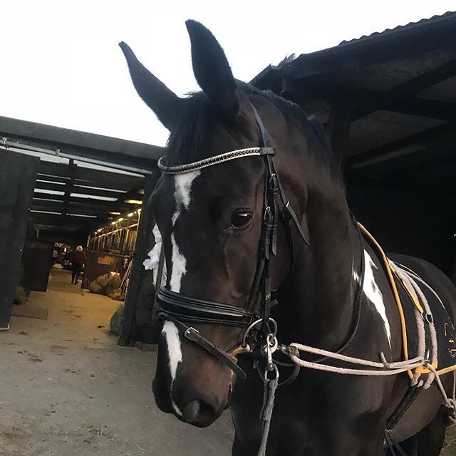 Equiture Jet and clear browband