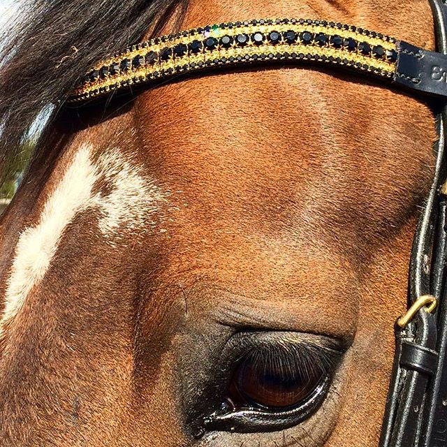 Equiture Jet, light colorado and jet megabling curve browband