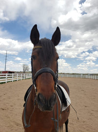 Equiture Jet, light colorado and jet megabling curve browband